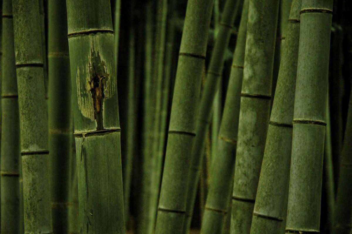 力強く伸びる竹