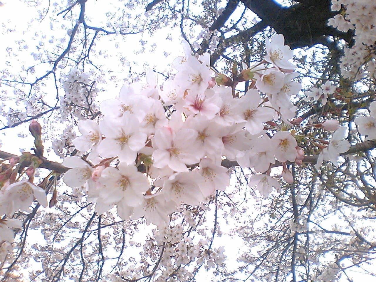 桜咲く